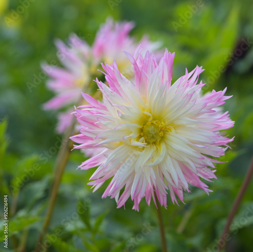 Beautiful close-up of a fimbriated dahlia
