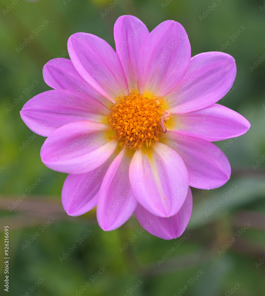 Beautiful close-up of a pink dahlia Beautiful close-up of a pink dahlia