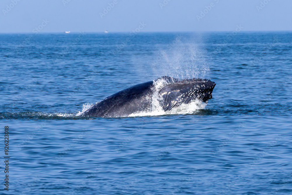 Fototapeta premium humpback whale breech 