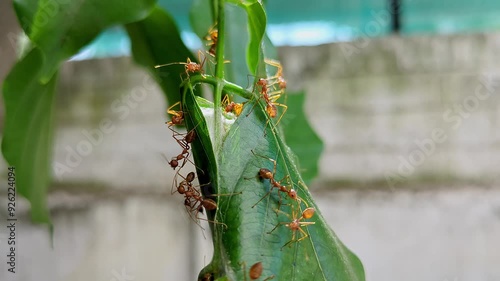 A macro view of red ants or weaver ants building a nest with Pongamia pinnata leaves photo