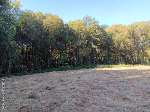 Hierba seca segada en un prado de Galicia photo