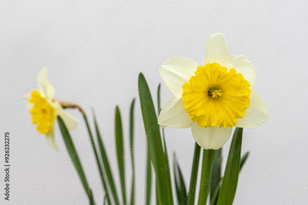 Narcissus white flowers with yellow center closeup Narcissus white flowers with yellow center closeup