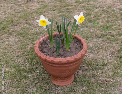 daffodils white flowers with yellow center in a clay pot in the garden photo