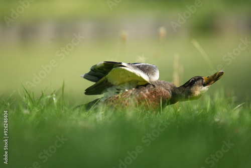 Ente beim Schütteln