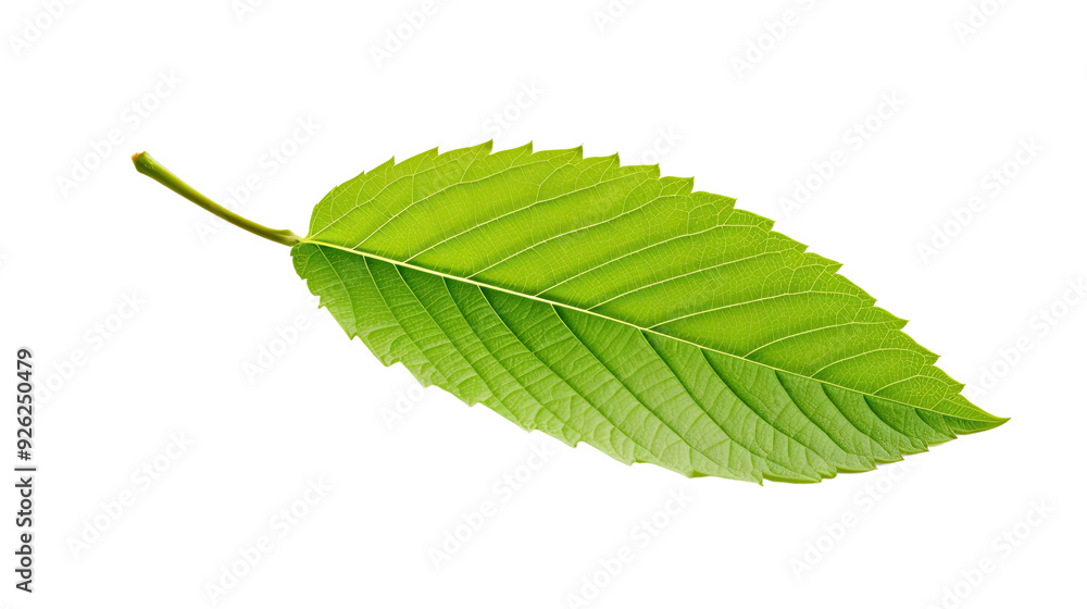Fototapeta premium fresh leaf on a white background. Telephoto lens photography Realistic daylight