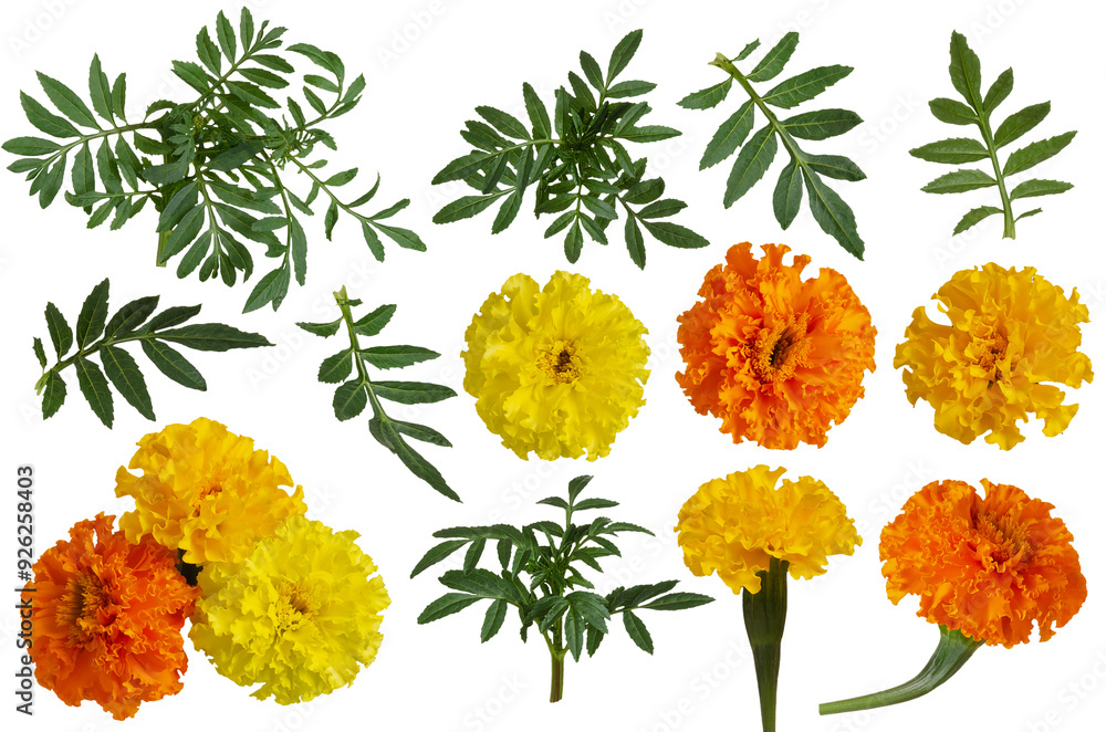 Marigold flowers and green leaf set isolated on white background Marigold flowers and green leaf set isolated on white background