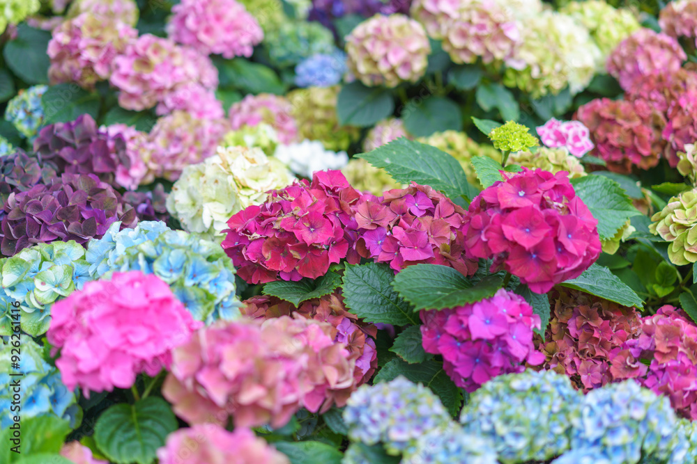 Hydrangea macrophylla bright purple flower head closeup. Hortensia purple flower. French hydrangea blooming plant. Hydrangea macrophylla bright purple flower head closeup. Hortensia purple flower. French hydrangea blooming plant.