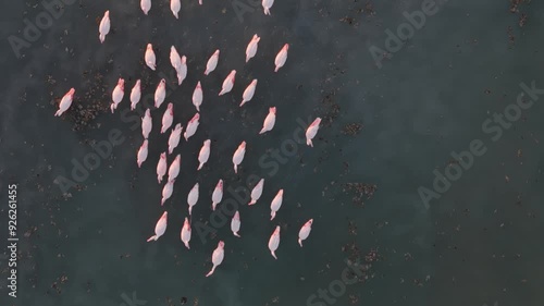 Flamingos seen up close on water and in flight. Saline lake, slow motion capture. Wing movements in orange sunset glow. Tranquil water, flamingos foraging. Bird reserve.