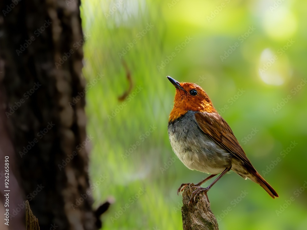 Fototapeta premium 森の中で枯れ木に留まって周りを見渡しているコマドリの雄