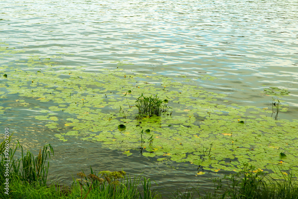 Φωτογραφία Close-up of reeds and water lilies along the riverbank, a quiet summer evening i