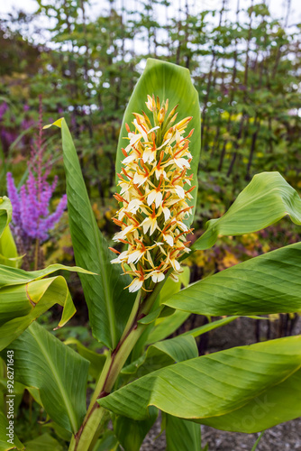 Very fragrant pale yellow and red flower of Hedychium Gardnerianum, The 'Ginger Lily' close-up. photo