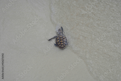 releasing baby turtle on the beach photo