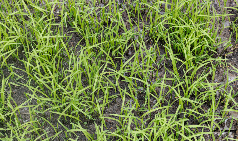 green grass background, high angle view of paddy field green grass background, high angle view of paddy field
