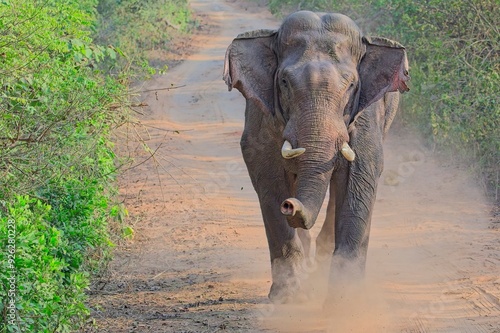 aggressive elephant running towards the camera