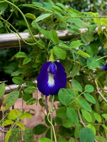 Blue Asian pigeonwings flower, butterfly pea flower  photo