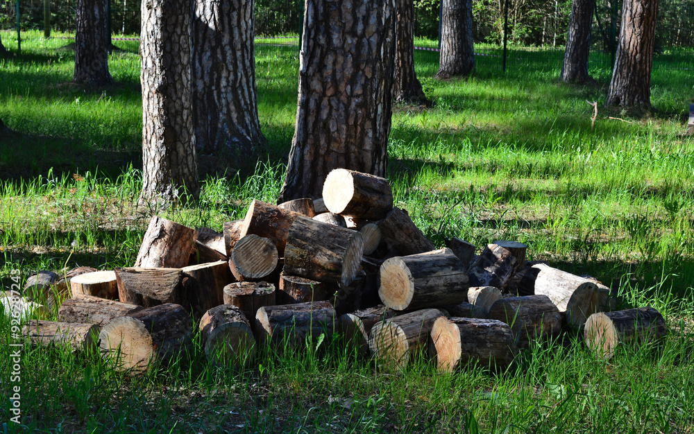 a pile of logs on the green lawn in the forest a pile of logs on the green lawn in the forest
