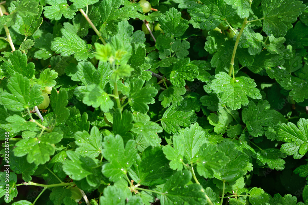 background of a green plant with green leaves and waterdrops background of a green plant with green leaves and waterdrops