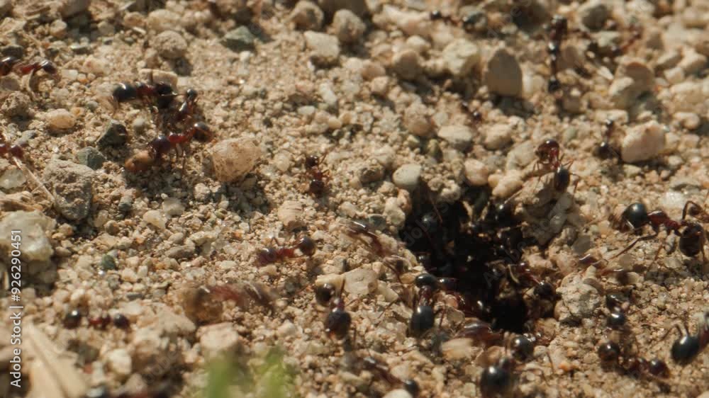 Fourmis Fourmis