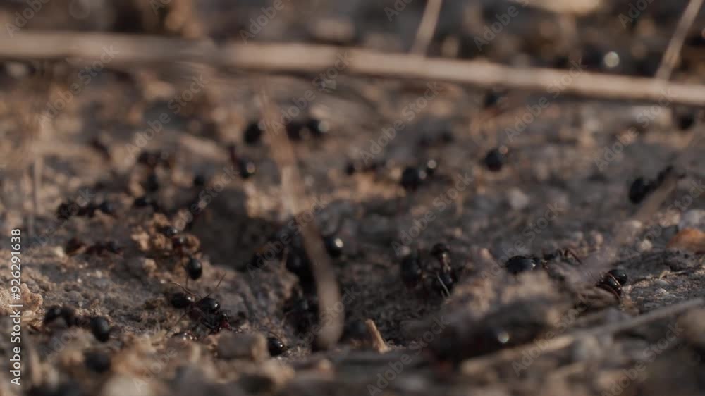 fourmis plume fourmis plume