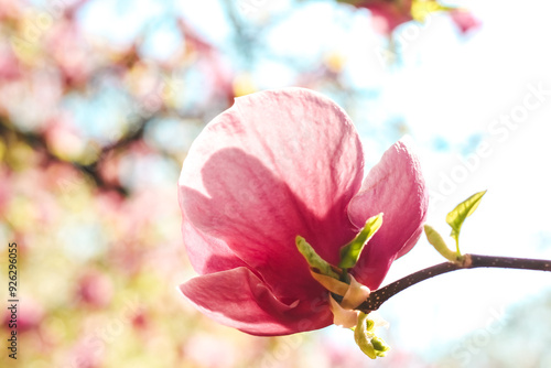 Pink magnolia flower close-up in botanical garden