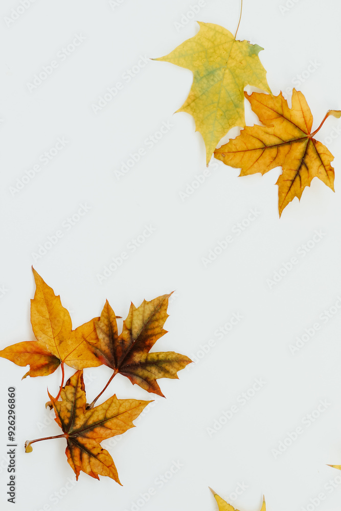 Autumn still life, leaves on a white background, place for text Autumn still life, leaves on a white background, place for text