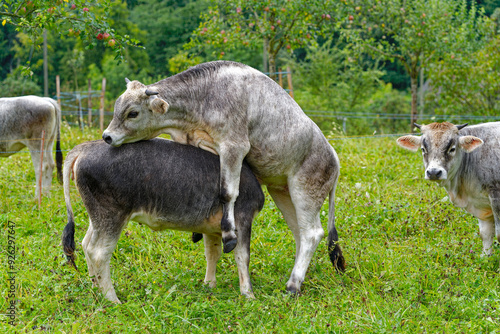 Herd of gray horned cows on meadow breed Rätisches Grauvieh on a rainy summer noon at Swiss City of Zürich. Photo taken August 17th, 2024, Zurich, Switzerland. photo