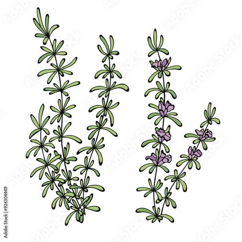 Rosemary herb flower graphic color isolated illustration vector