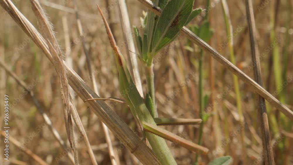 Truxale occitane Acrida ungarica Truxale occitane Acrida ungarica