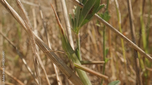 Truxale occitane Acrida ungarica photo