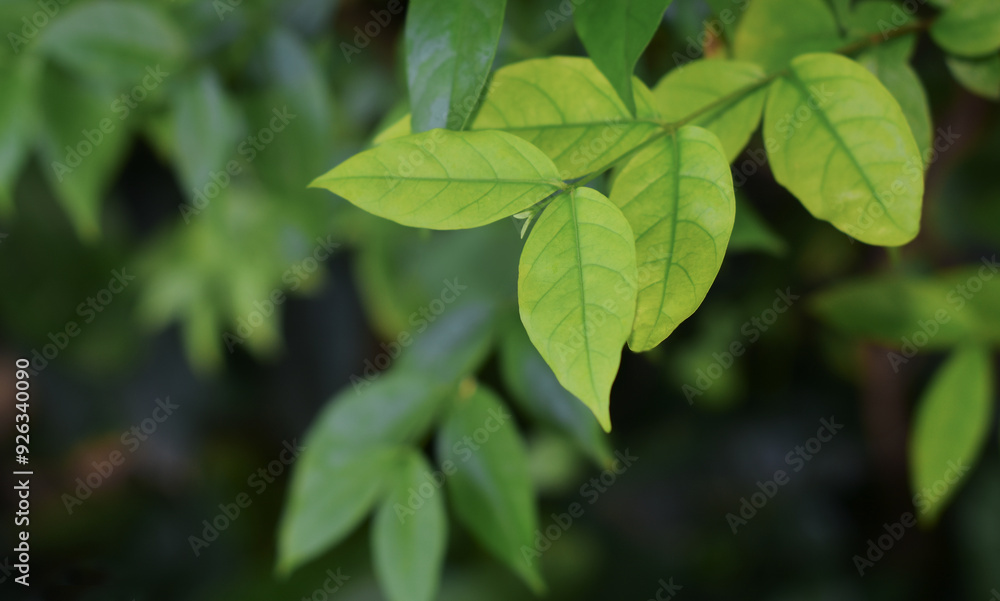 Many colorful leaves in the garden That looks fresh and cool, Many colorful leaves in the garden That looks fresh and cool,