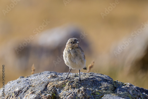 Acentor alpino en Guadarrama photo