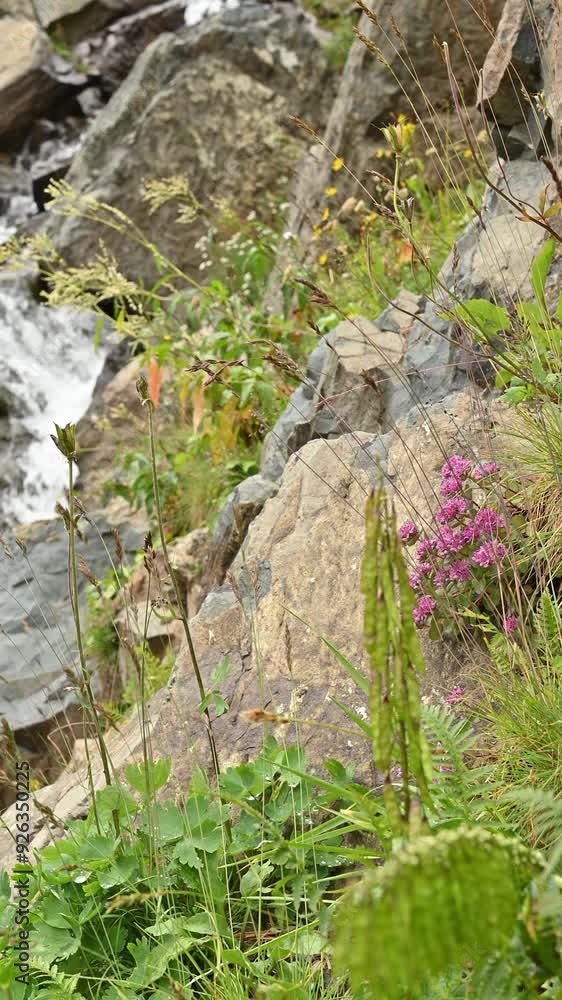wild flowers on the background of a fast mountain stream swaying in the wind, the concept of wildlife, untouched places. vertical video wild flowers on the background of a fast mountain stream swaying in the wind, the concept of wildlife, untouched places. vertical video