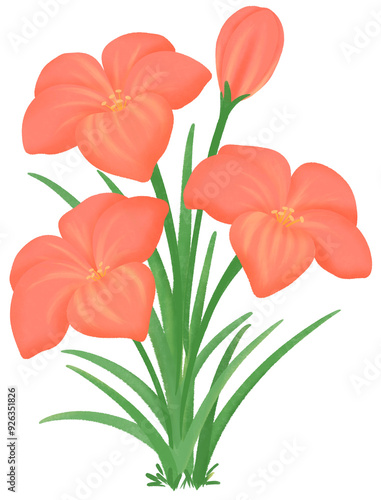 red Zephyranthes flowers
ฃ