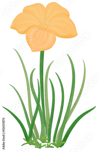 Orange Zephyranthes flowers