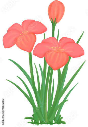 red Zephyranthes flowers
ฃ