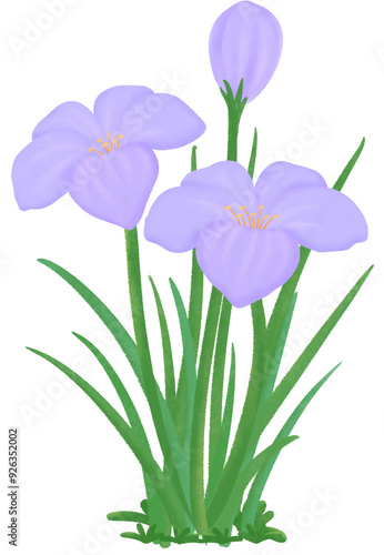 purple Zephyranthes flowers