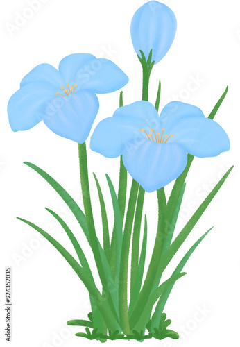 blue Zephyranthes flowers