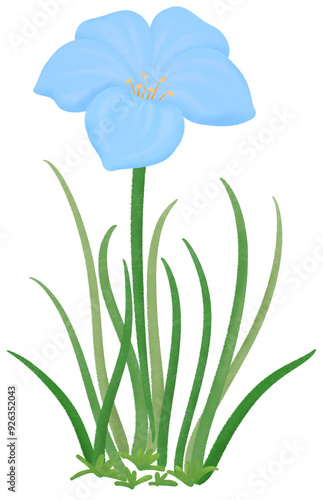 blue Zephyranthes flowers
