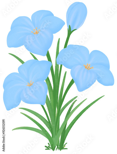 blue Zephyranthes flowers