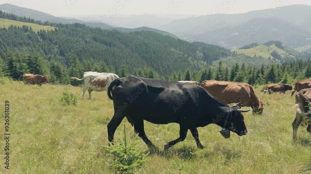 Nature animals mountains horse grass cow landscape Nature animals mountains horse grass cow landscape