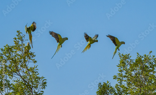 Fototapeta Rose Ringed Parakeets at Flight