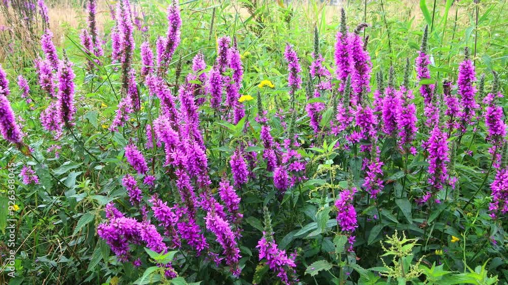 Purple Loosestrife, also called Lythrum salicaria Purple Loosestrife, also called Lythrum salicaria