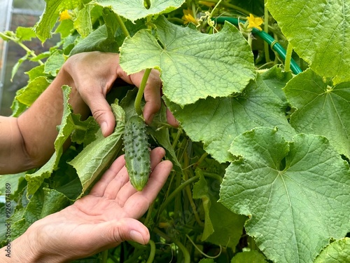 close up of cucumber in human hand harvesting