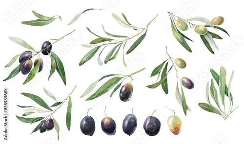 watercolor vector olive branch set, olive tree leaves, purple and green olives branch painting illustration for wedding stationary, greetings, wallpapers, print, fabric. on white background. 