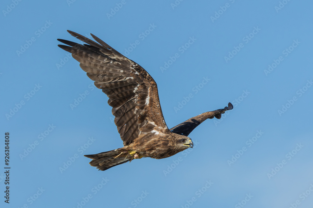 animal, animals, bird, bird love, bird of prey, bird watching, birds, birdwatching, black, black kite, carnivore, close up, environment, eyes, fauna, fly, hawk, head, kite, majestic, migrans, milvus k animal, animals, bird, bird love, bird of prey, bird watching, birds, birdwatching, black, black kite, carnivore, close up, environment, eyes, fauna, fly, hawk, head, kite, majestic, migrans, milvus k