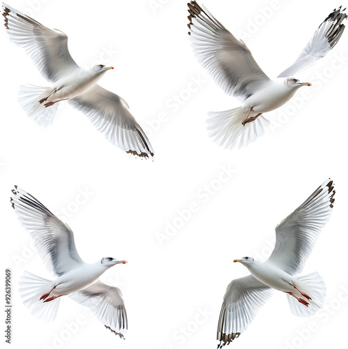 Seagull flying on white background 