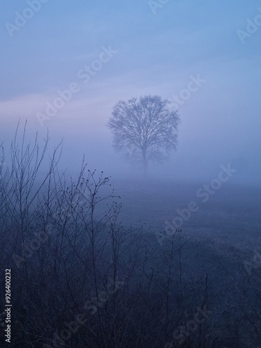 Nebbia