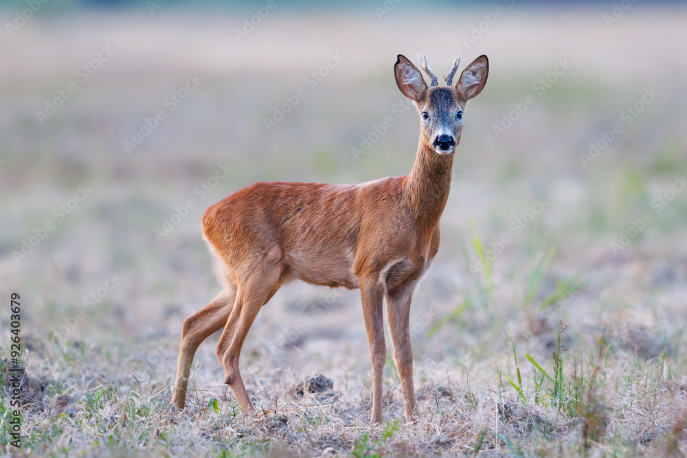 Fototapeta premium A male roe deer standing in a meadow