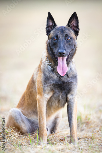 Portrait of a cute Belgian Shepherd dog in the nature.