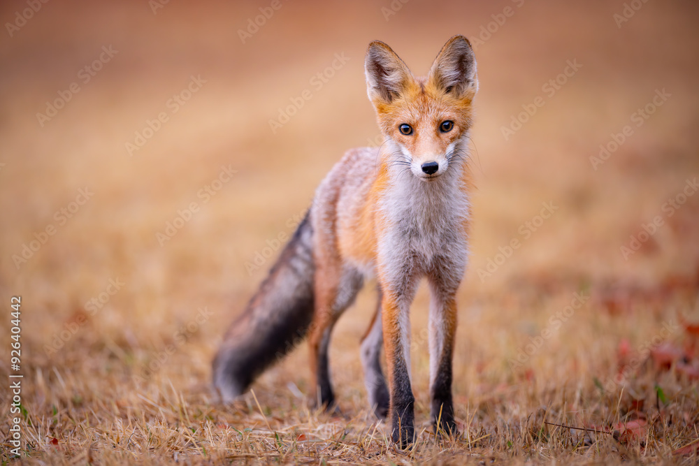 Red fox Vulpes vulpes. A fox in a meadow. Wild young fox. Close up. Red fox Vulpes vulpes. A fox in a meadow. Wild young fox. Close up.